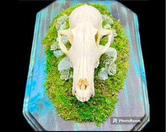 Genuine Fox Skull ethically sourced humane crystals gothic witch pagan oddities death goth obscurity taxidermy bones curiosities nature bone