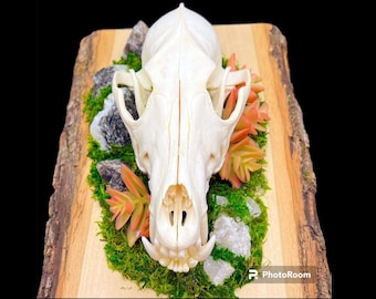 Genuine Coyote Skull ethically sourced humane crystals gothic witch pagan oddities death goth obscurity taxidermy bones curiosities nature