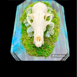 Genuine Fox Skull ethically sourced humane crystals gothic witch pagan oddities death goth obscurity taxidermy bones curiosities nature bone image 1