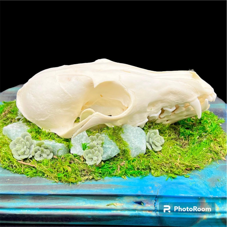 Genuine Fox Skull ethically sourced humane crystals gothic witch pagan oddities death goth obscurity taxidermy bones curiosities nature bone image 3