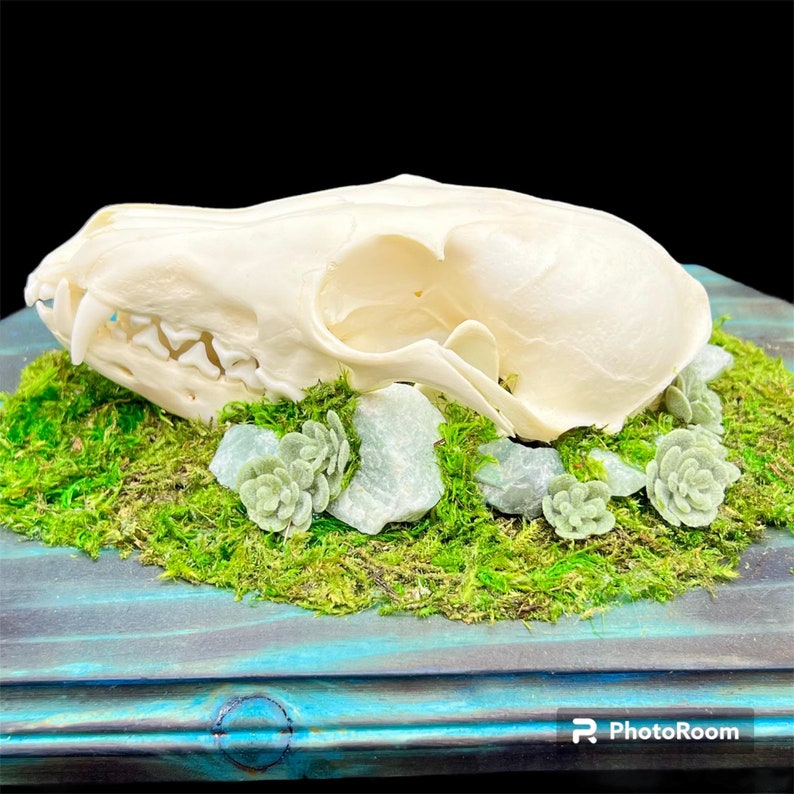 Genuine Fox Skull ethically sourced humane crystals gothic witch pagan oddities death goth obscurity taxidermy bones curiosities nature bone image 4