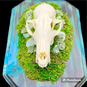 Genuine Fox Skull ethically sourced humane crystals gothic witch pagan oddities death goth obscurity taxidermy bones curiosities nature bone image 2