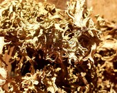 Scottish oak moss, dried