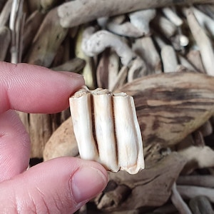 Scottish beach found animal tooth