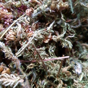 Scottish dried yarrow, Achillea millefolium