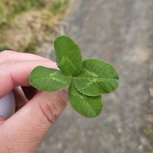 Trèfle à quatre feuilles d'Ecosse