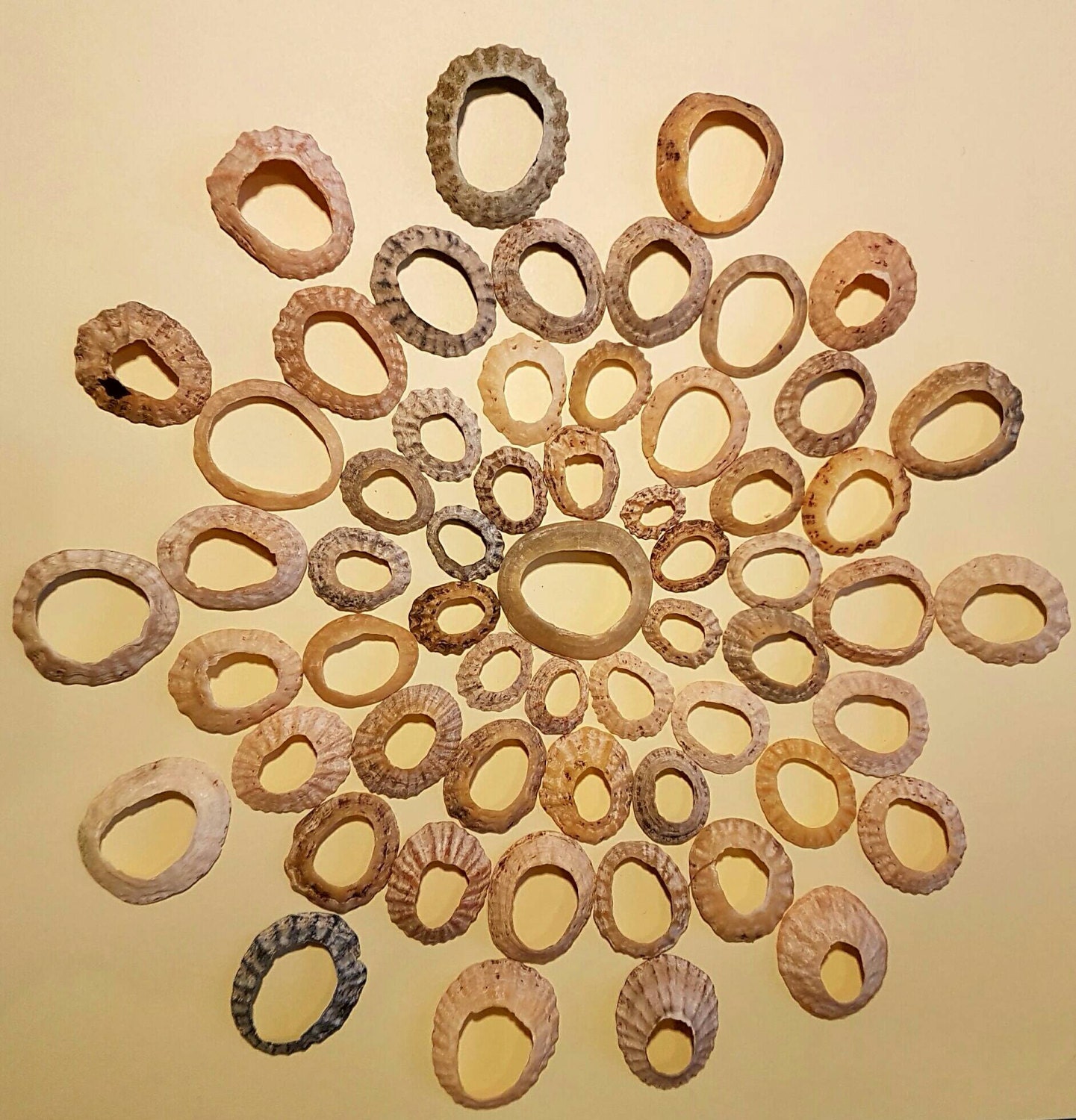 Scottish Limpet Shell Rings, Seashells - Etsy