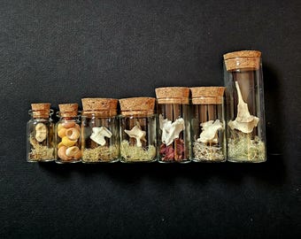Può includere: Una collezione di piccole bottiglie di vetro con tappi di sughero, ciascuna contenente vari elementi naturali. Le bottiglie contengono conchiglie, ossa e piante essiccate, disposte su una superficie scura.