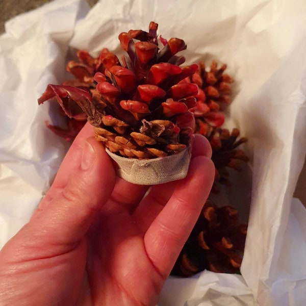 Scottish pine cone eco fire pit lighters, fire starters