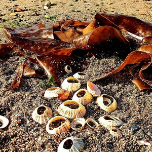 Puede incluir: Primer plano de conchas marinas y algas marinas en una playa arenosa. Las conchas son de color beige y blanco, con forma circular. Las algas son de color marrón oscuro y tienen una textura ondulada. La arena es una mezcla de beige, marrón y gris.