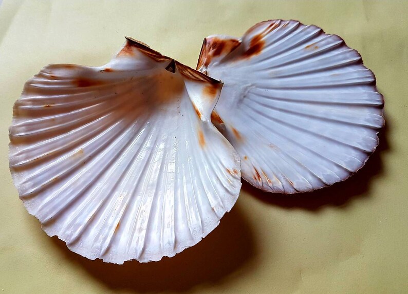 Pyster Shells Scotland Scottish King Scallop Clamshells and Oyster Shells - Etsy