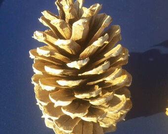Bleached Pinecones / 2 to 3 Inch Bleached Pinecones / Rustic Wedding Decor / Wedding Pinecones /Table Favors for Weddings / Pinecone Decor