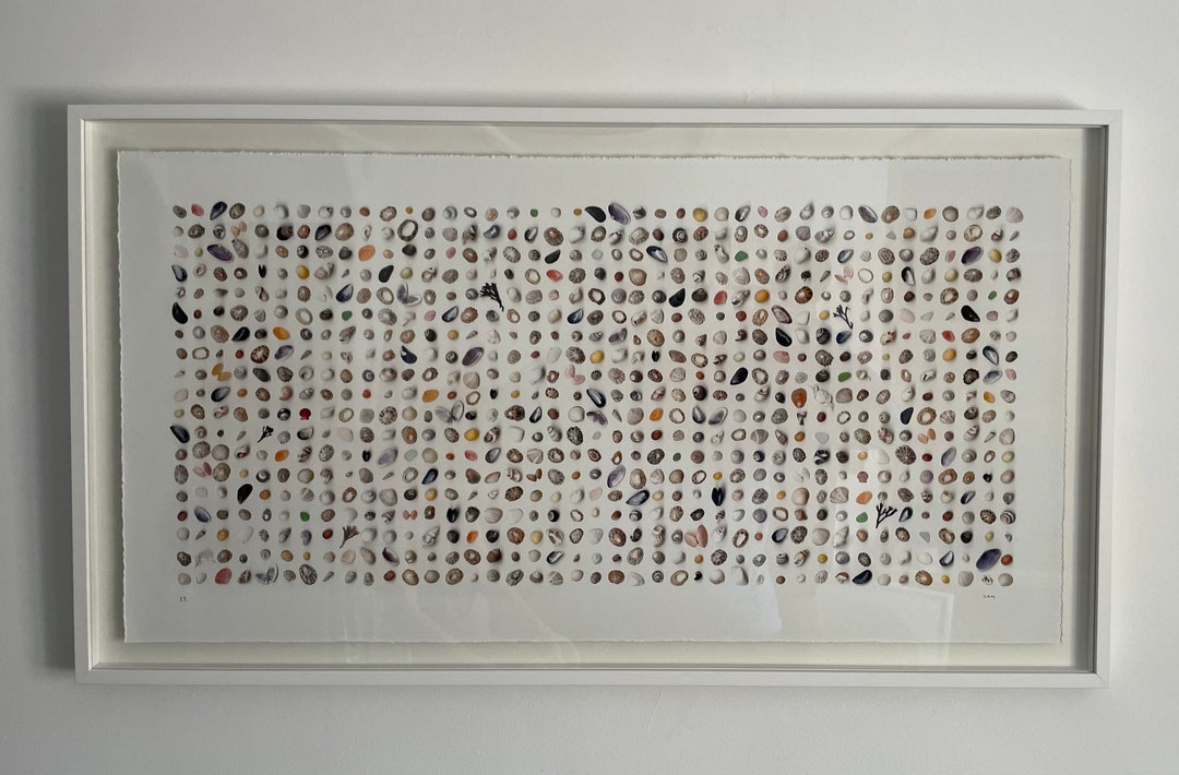 Giclee Shell Art Print - Print Only (unframed) - Etsy