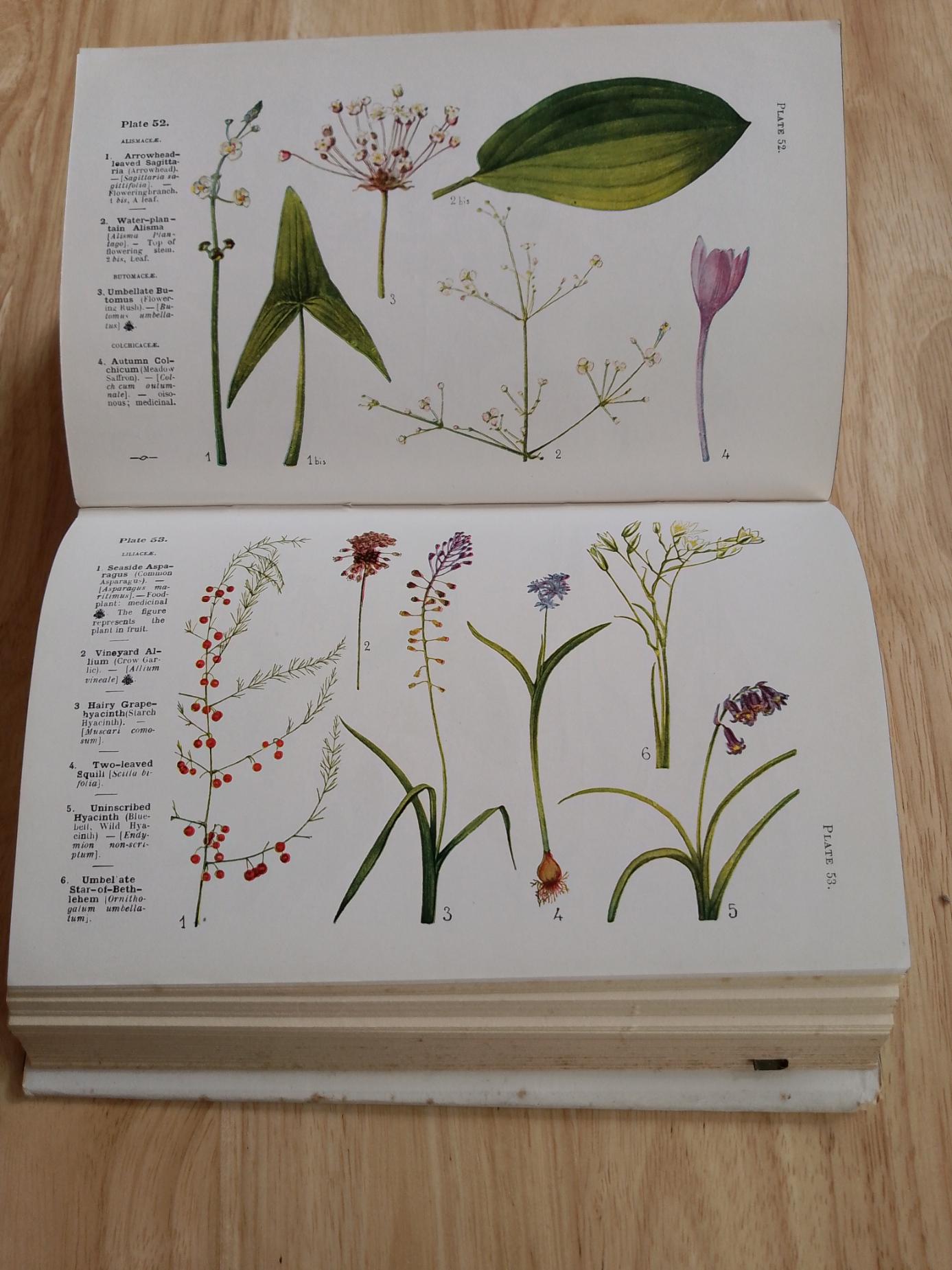 Name This Flower 1925 Edition Hardback Book by Gaston