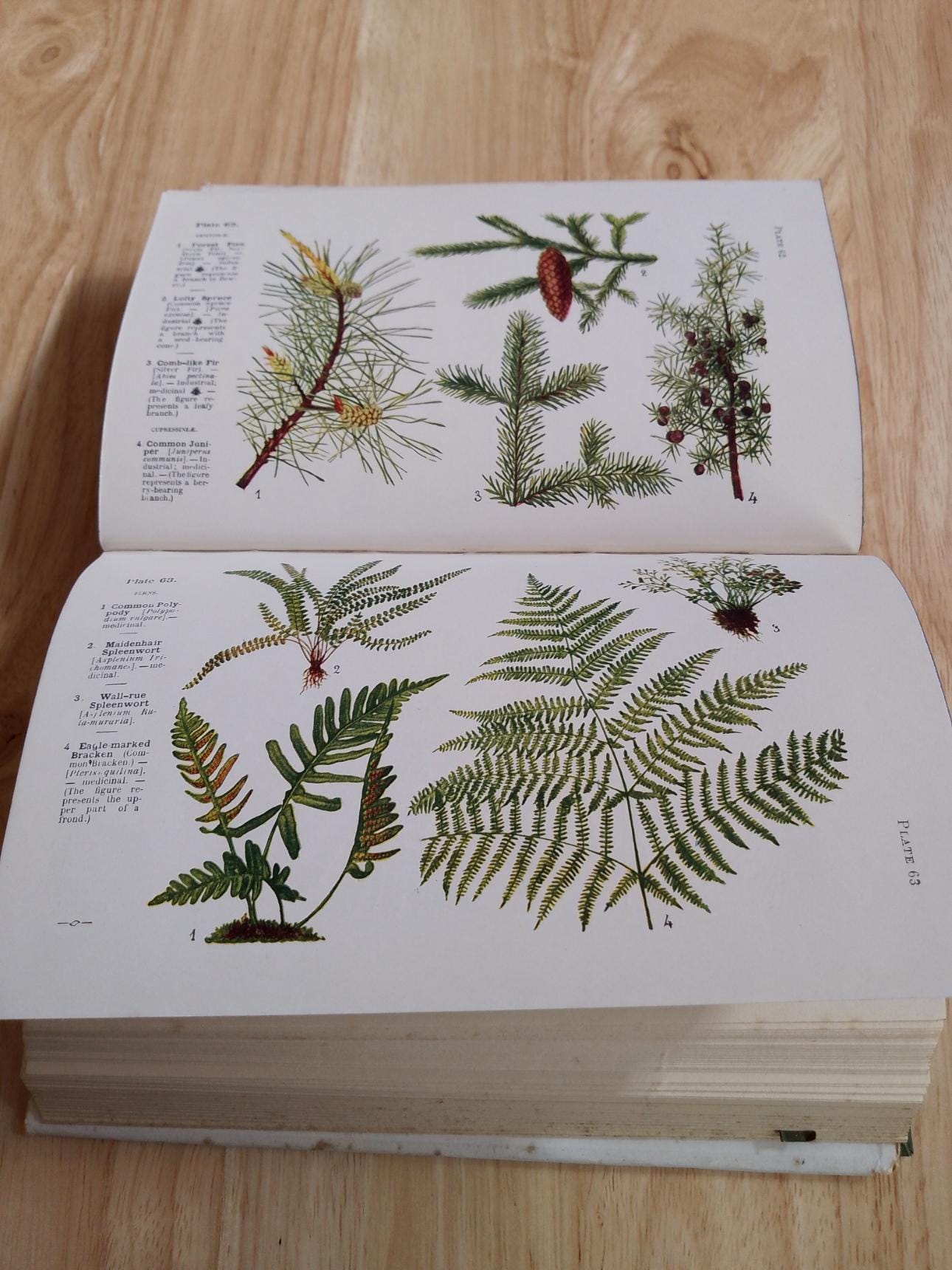 文学・小説 NAME THIS FLOWER GASTON BONNIER Name This Flower 1925 Edition Hardback Book by Gaston