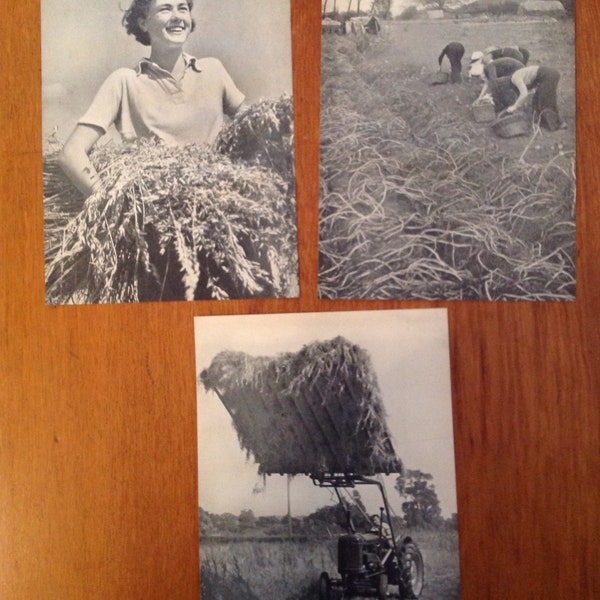 Original black and white photographic plates , set of 3, from 1950's " The Wonder Book of the Farm"
