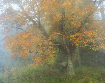 Autumn Leaves, Foliage, Nature Photography, Fall Colors, Blue Ridge Mountains