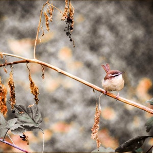 Wren Print, Fine Art Photography, Nature Photography
