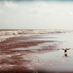 Seagull, Coast, Blue, Flight, Fine Art Print, Ocean, Sea, Vintage