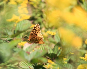 Orange Schmetterling Print, Fine Art Fotografie, Naturfotografie