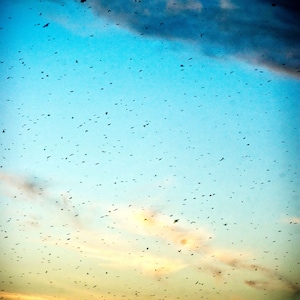 Bird Fine Art Print, Lomography, Nature Photography, Purple Martin