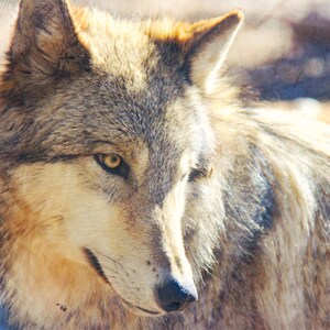 Wolf Photo, Gray Wolf, Nature Print