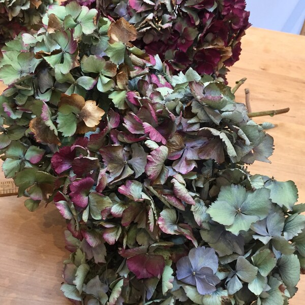 Real, Dried Preserved Hydrangea bunches of 3 flowers, Burgundy or Blue and Green Decoration, Wedding Decor, House Decor, Arts and Crafts