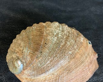 Abalone Sea Shell