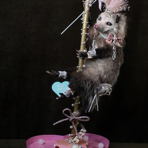 Taxidermi Showgirl Pole Dancer Opossum-tryck strippare