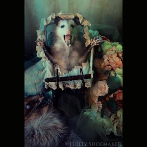 Könnte beinhalten: Ein ausgestopftes Opossum mit offenem Maul und ausgestreckten Pfoten sitzt in einem Vintage-Kinderwagen. Der Wagen ist mit Spitze verziert und hat einen dunklen Holzgriff. Der Hintergrund umfasst Blumen und ein zweites Tier.