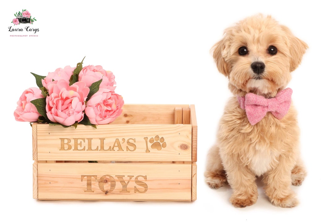 Personalised Dogs Toy Box, Pets, Cats, Custom Etsy