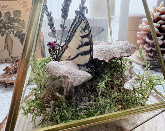 Botanical Biome // Butterflies & Mushrooms