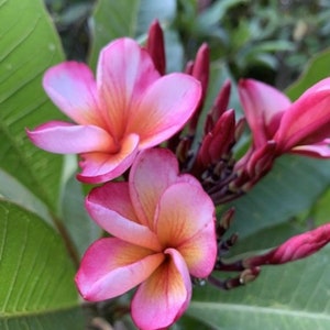 Jungle Jack's Plumeria Catalog - Etsy