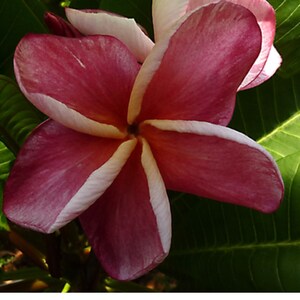 Jungle Jack's Plumeria Catalog - Etsy