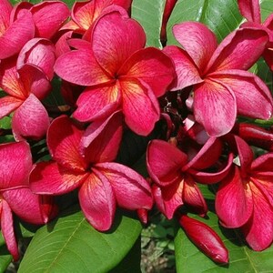 Jungle Jack's Plumeria Catalog - Etsy