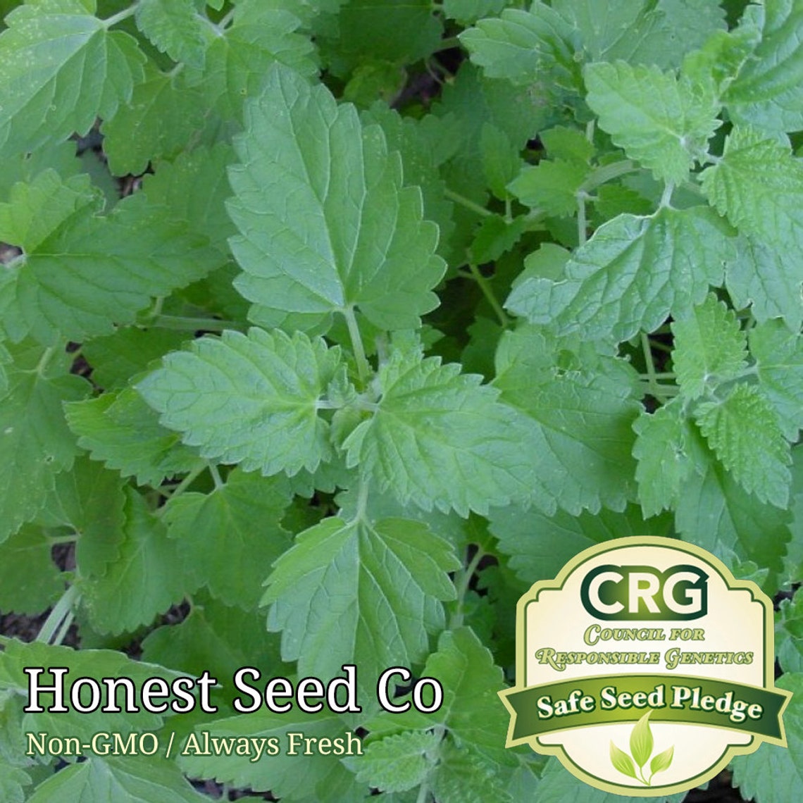 500 Catnip Seeds Fresh Nongmo Garden Seeds Etsy