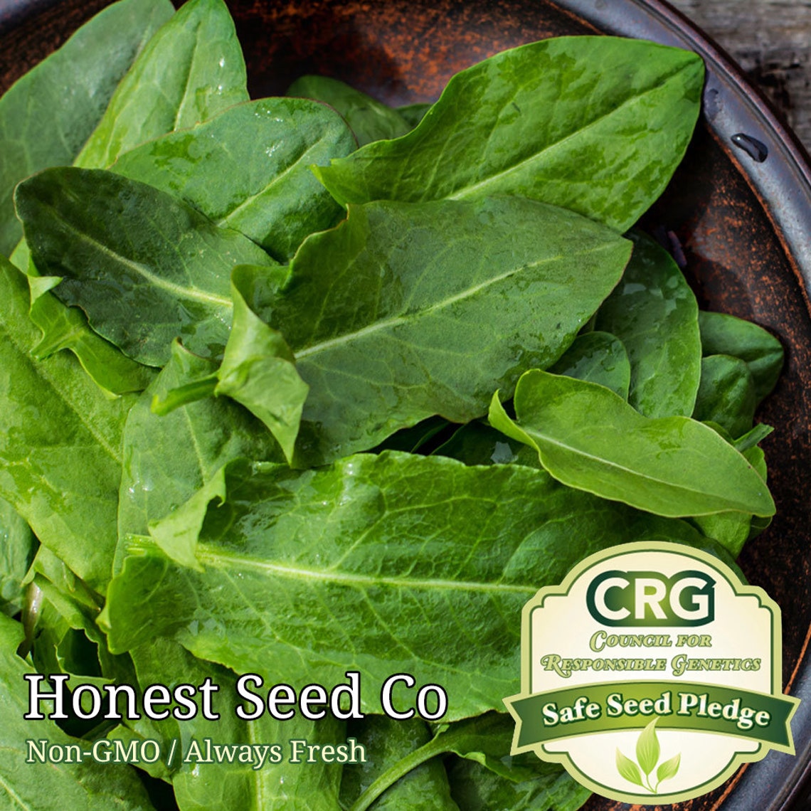 300 sorrel seeds large leaf nongmo herb garden seeds Etsy