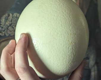 Huevo de avestruz limpio