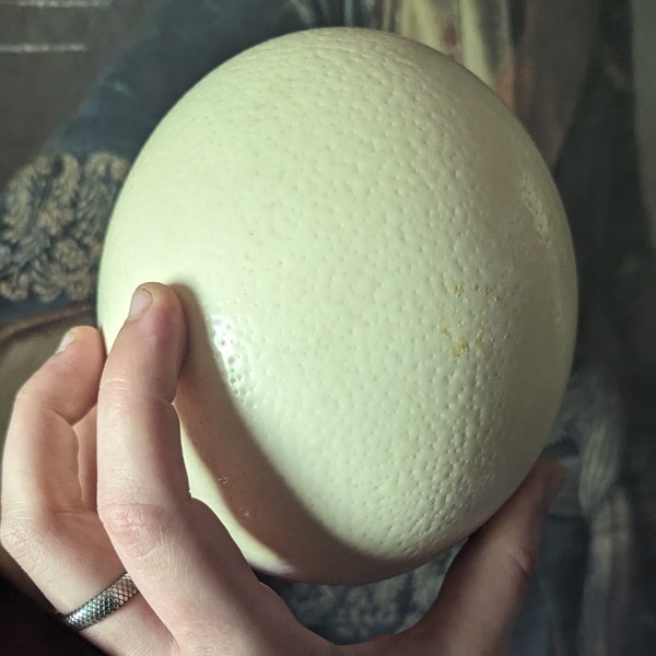 Clean Ostrich Egg
