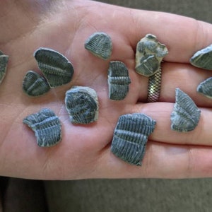 Puede incluir: Una colección de trilobites fosilizados, un tipo de artrópodo marino extinto, en varios tamaños y formas. Los fósiles son grises y tienen una superficie texturizada.