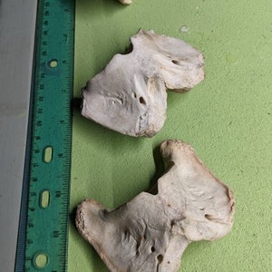 Deer Atlas (first vertebra)