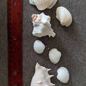 Small Shell Collection Set