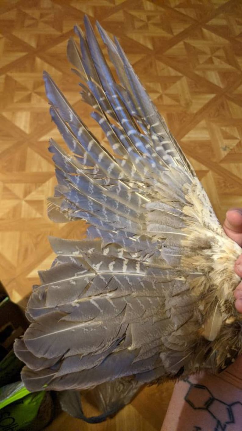 Pheasant Wing Pattern Tanned Pheasant Wings - Etsy