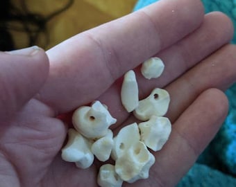 Gebohrte Coyote Bone Perlen