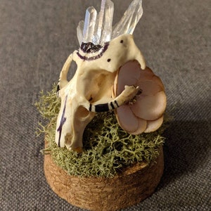 Quartz Squirrel Display