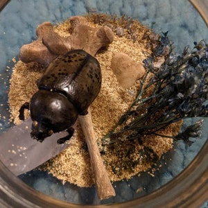 Hercules Beetle Display