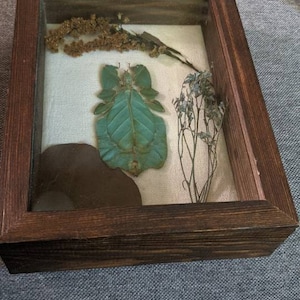 Green Leaf Bug (Phyllium pulchrifolium) Display