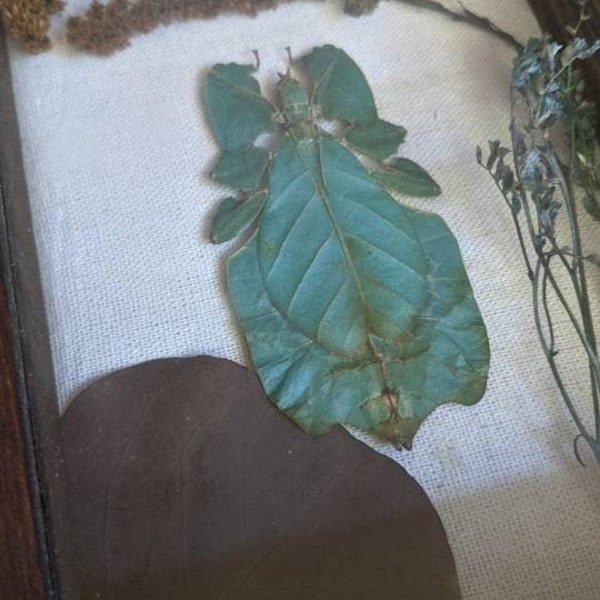 Green Leaf Bug (Phyllium pulchrifolium) Display