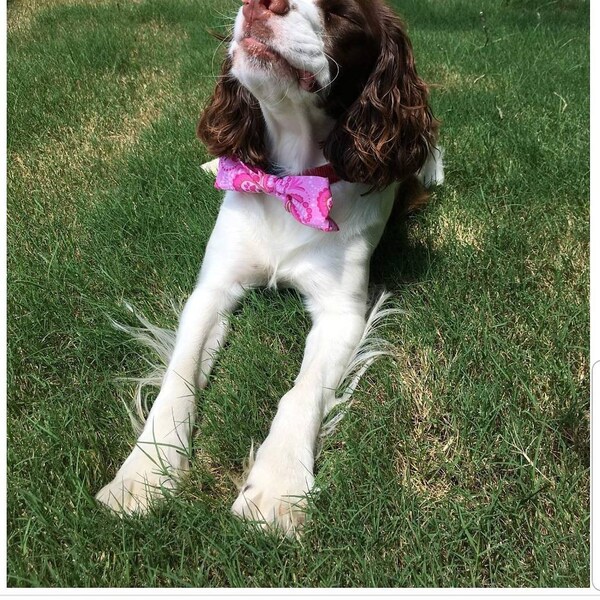 Pretty Pink Dog bow For girl dogs Diva Bowtie Gift for dog lovers Ready to ship Designer Dog clothes Collar accessory