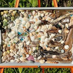 Tropical seashells driftwood Collage art 16x12” on painted wood tray Dreaming of the beach One of a Kind